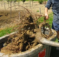 cicling roots do not self-correct