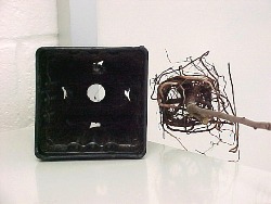 roots take the shape of the smooth container wall
