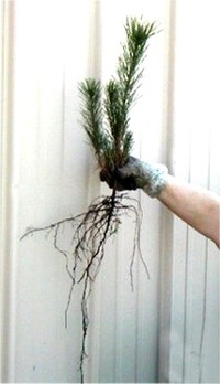 roots in nature
