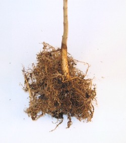 stage 1 seedling washed roots