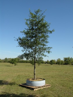 Oak, 3" caliper