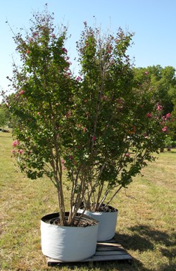 Crape Myrtle, multi-stem