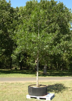 Oak, 2.5" caliper