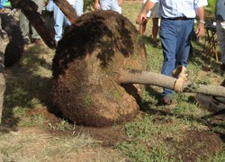 tree experienced a 5-foot drop