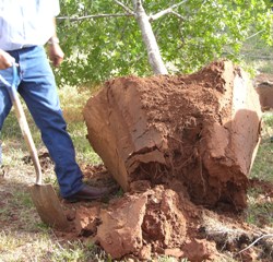 tree roots have grown into the landscape soil
