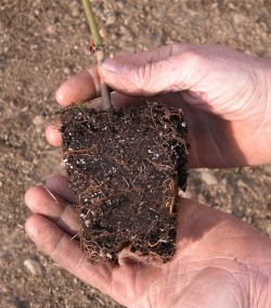 stage 1 seedling to be advanced in production